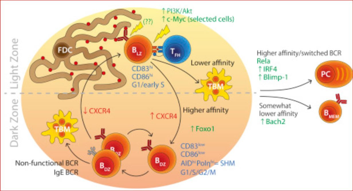 Click image for larger version  Name:	B cell maturation.JPG Views:	9 Size:	199.0 KB ID:	907704