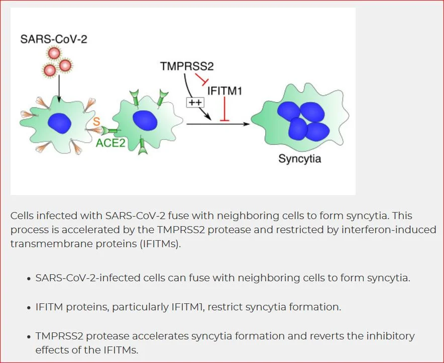 Click image for larger version  Name:	Syncytia.JPG Views:	1 Size:	121.4 KB ID:	904880