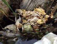 Egypt - dead chickens.JPG Egypt - dead chickens.JPG