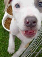 Cute pitbull.JPG
