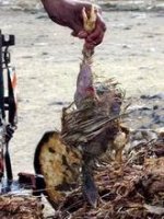 Egypt - chicken.JPG
