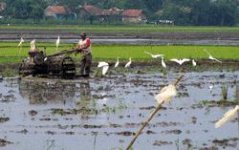 Indonesia - herons in rice paddy.JPG