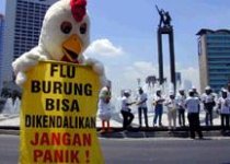 Flu burung chicken.JPG