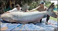 _41750714_catfish_story_ap.jpg