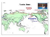 Tundra-Swan-Map.jpg