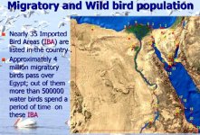 Migratory & wild bird population.JPG