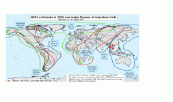 major flyways.gif