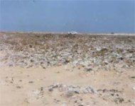 Egypt - chicken graveyard.jpg