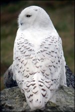 _42598511_snowy300rspbscot.jpg