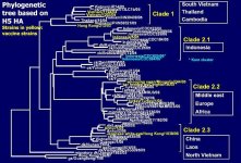 Phylogenetic tree based on H5 HA - 02.JPG