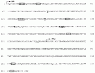 Fig1.gif Fig1.gif