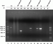 Fig3.gif Fig3.gif
