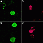 fig4.gif fig4.gif