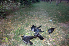 UP crows.PNG