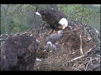 Eagles dad feeding baby 4.14.12.jpg