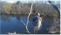 Blue_Heron_male_with_stick.jpg
