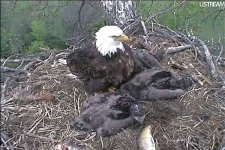 Eagles Dad and Babies R 4.27.12.jpg