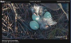 Heron Chicks R 4.27.12.jpg