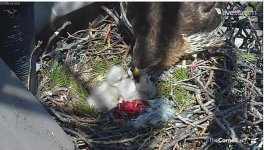 Hawks BR Feeding 3 4.28.12.jpg