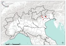 Italy SBV may 8 2012.jpg