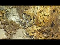 Tube Worms h R.jpg