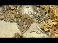 Tube Worms k R.jpg