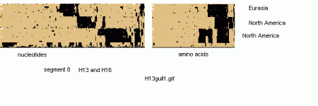 h13gull1.gif