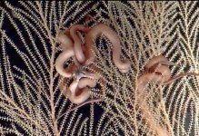 Brittle Stars 6.22.13.jpg