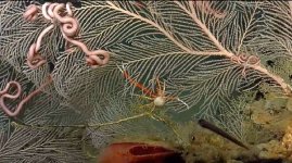 Coral Brittle Stars Crab Clam and fish 6.22.13.jpg
