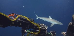 Sharks 6.23.13 r.jpg