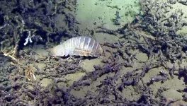 Isopod Football Size R 6.23.jpg