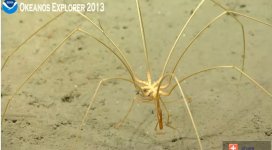 Ocean Spider 7.9.13.jpg