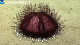 Purple Sea Creature.jpg