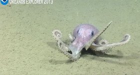 Octopus 7.12 Okeana.jpg