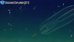 Jelly 7.10.jpg