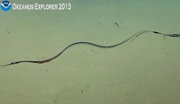 Long Fish 7.10.jpg