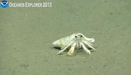 Hermit Crab 7.10.jpg