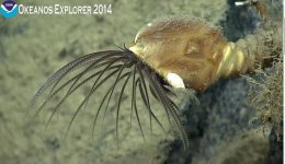 Barnacle.jpg