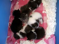 Kittens A 5.2.14.jpg