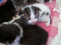 Kittens B 5.2.14.jpg