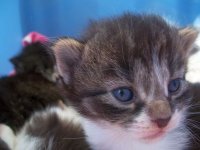 Kittens C 5.2.14.jpg
