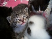 Kittens D 5.2.14.jpg