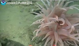 Okeanos 9.6.14.jpg