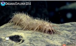 Okeanos D 9.27.jpg