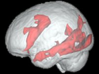 brain.jpg brain.jpg