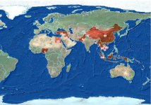 World Distribution of human H5N1 cases 20090211.jpg