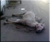 horse.jpg