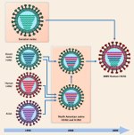 H1N1 ancestry.jpg