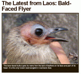 bare-faced-bulbul.gif bare-faced-bulbul.gif