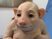 human pig.jpg